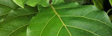 Image for Fiddle Leaf Figs