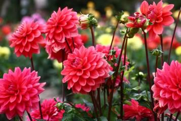 Image for Comment planter des dahlias 