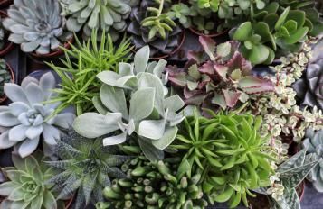Image for Plante succulente