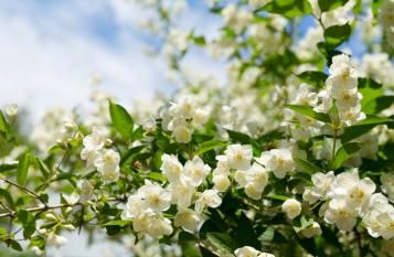 Image for Conseils pour planter du jasmin