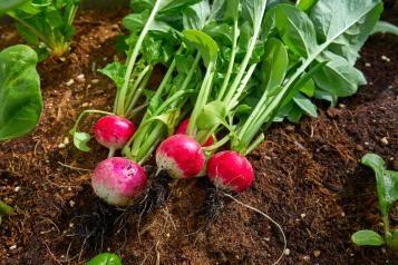 Image for Comment planter des radis 