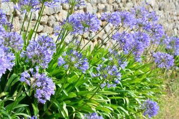 Image for Conseils pour planter des agapanthes