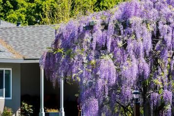 Image for Lilas