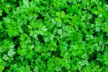 Image for Comment planter du persil 
