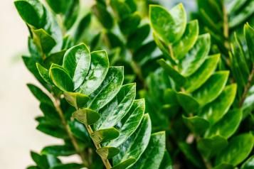 Image for Zamioculcas zamiifolia