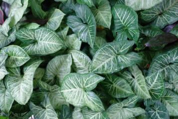 Image for Syngonium