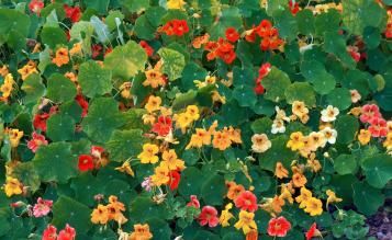Image for Planter et entretenir des capucines