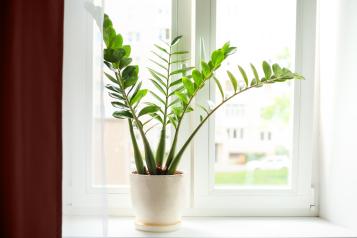 Image for Zamioculcas