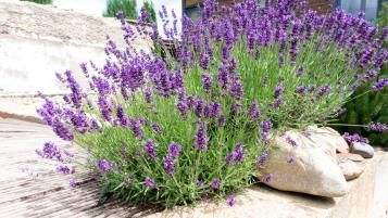 Image for Conseils pour planter la lavande   