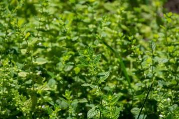 Image for Quelles plantes anti-insectes planter dans le jardin ? 