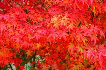 Image for Conseils pour planter un érable du Japon