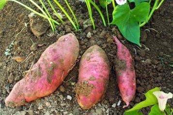 Image for Patate douce