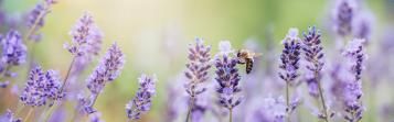 Image for Conseils pour planter une plante mellifère