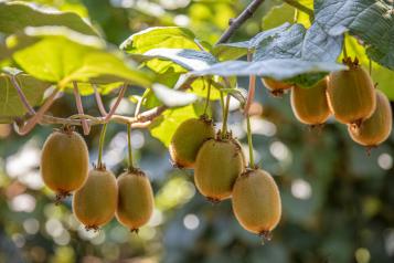 Image for Comment planter un arbre à kiwi ou actinidier