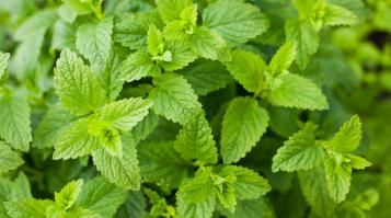 Image for Conseils pour cultiver de la menthe
