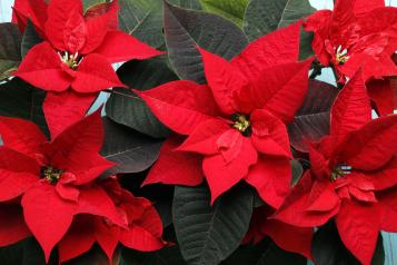 Image for Culture et entretien du Poinsettia