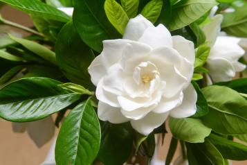 Image for Gardenias