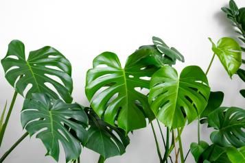 Image for Monstera