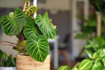 Image for Philodendron