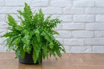 Image for Boston fern