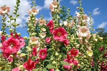 Image for Comment planter et entretenir des roses trémières ?