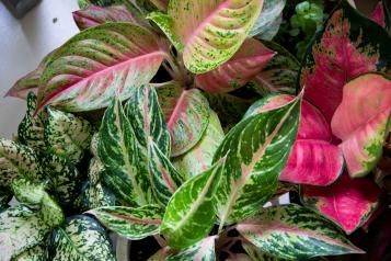 Image for Aglaonema