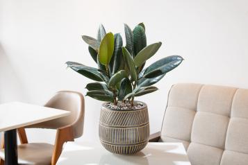 Image for Rubber Plant