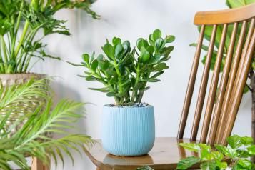 Image for Crassula ovata
