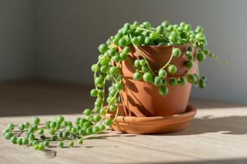 Image for Erbsenpflanze