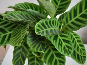 Image for Korbmaranthe (Calathea) pflegen: Tipps für eine gesunde und schöne Zimmerpflanze