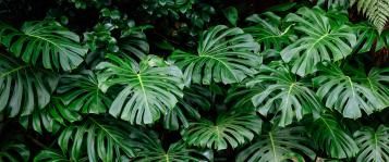 Image for Monstera Deliciosa