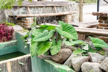 Image for Alocasia