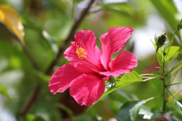 Image for Hibiscus