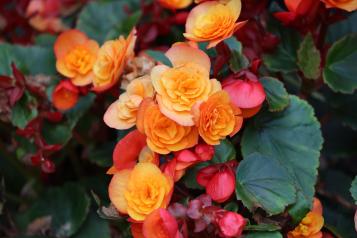 Image for Begonias