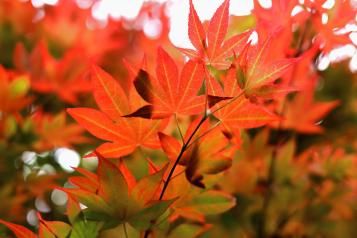 Image for   Japanese Maple Tree
