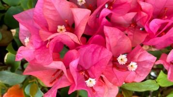 Image for Bougainvillea