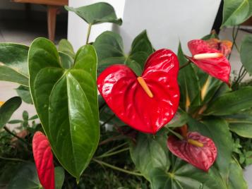 Image for Anthurium