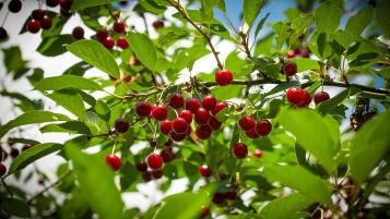 Image for CHERRY TREES