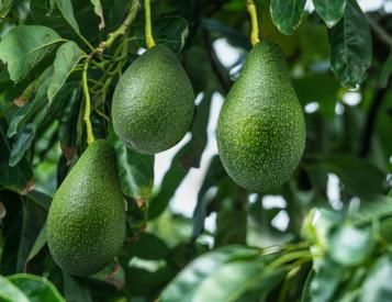 Image for Avocatier