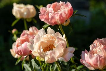 Image for Peonies