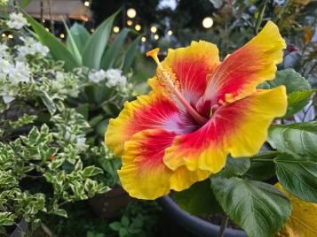 Image for Hibiskus