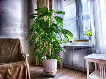 Image for Dieffenbachia