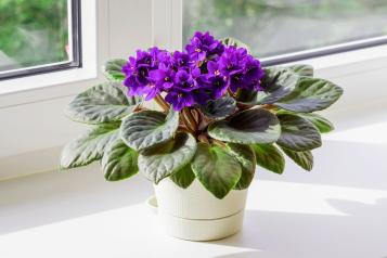 Image for African violets