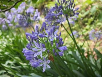 Image for Agapanthus