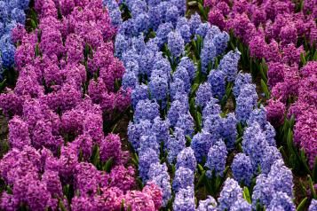 Image for Hyacinths