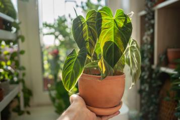 Image for Philodendron