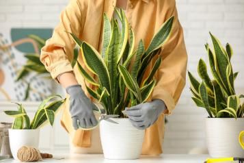 Image for Sansevieria