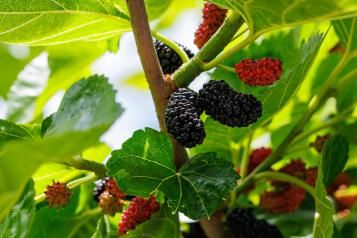 Image for Maulbeeren