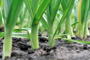 Image for Comment planter des poireaux  