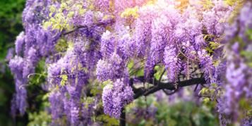 Image for Plantes grimpantes